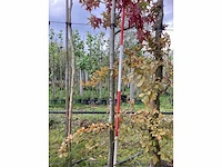 Amberboom - parkboom - afbeelding 4 van  4