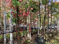 Amberboom - parkboom - afbeelding 1 van  3