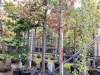 Amberboom - parkboom - afbeelding 1 van  4