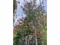 Amberboom - parkboom - afbeelding 2 van  4