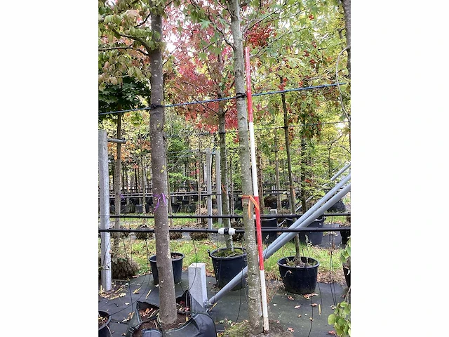 Amberboom - parkboom - afbeelding 3 van  4