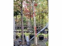 Amberboom - parkboom - afbeelding 3 van  4