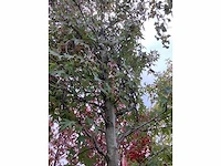 Amberboom - parkboom - afbeelding 4 van  4