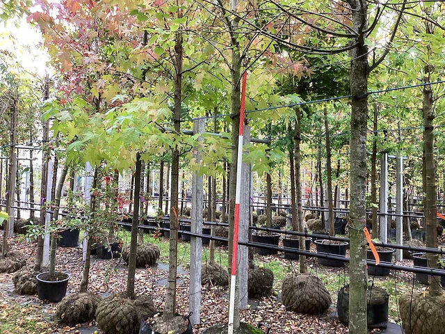 Amberboom - parkboom - afbeelding 1 van  3