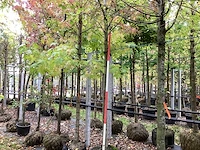 Amberboom - parkboom - afbeelding 1 van  3