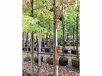Amberboom - parkboom - afbeelding 3 van  3