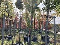 Amberboom - parkboom - afbeelding 1 van  4