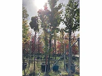 Amberboom - parkboom - afbeelding 2 van  4