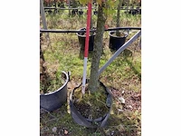 Amberboom - parkboom - afbeelding 4 van  4