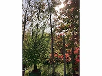 Amberboom - parkboom - afbeelding 2 van  3