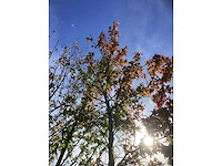 Amberboom - parkboom - afbeelding 3 van  3