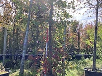 Amberboom - parkboom - afbeelding 1 van  5