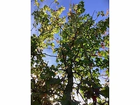 Amberboom - parkboom - afbeelding 4 van  5