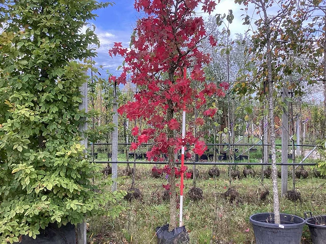 Amberboom - parkboom - afbeelding 1 van  4