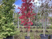 Amberboom - parkboom - afbeelding 1 van  4