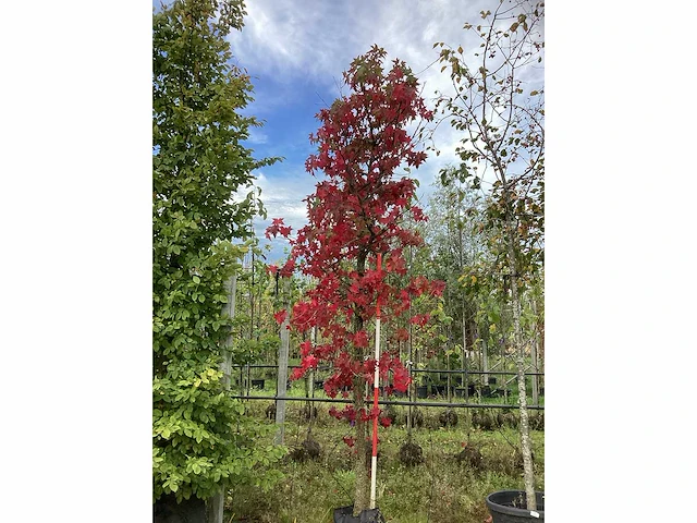 Amberboom - parkboom - afbeelding 2 van  4