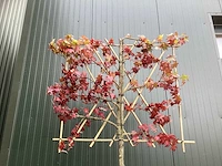 Amberboom - sierbomen (4x) - afbeelding 3 van  4