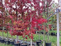 Amberboom - sierboom (3x) - afbeelding 1 van  5