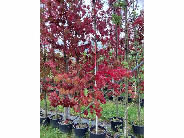 Amberboom - sierboom (3x) - afbeelding 2 van  5