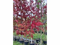 Amberboom - sierboom (3x) - afbeelding 2 van  5