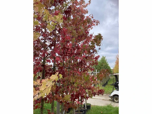 Amberboom - sierboom (3x) - afbeelding 3 van  5