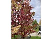Amberboom - sierboom (3x) - afbeelding 3 van  5