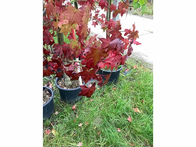 Amberboom - sierboom (5x) - afbeelding 4 van  5