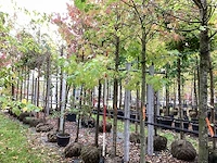Amberboom - sierboom - afbeelding 1 van  4