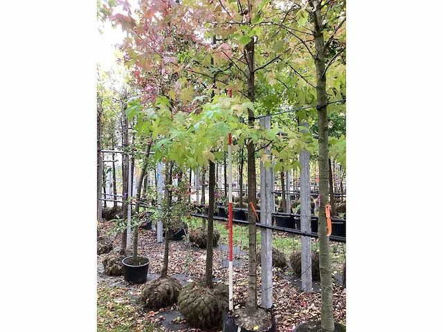 Amberboom - sierboom - afbeelding 2 van  4
