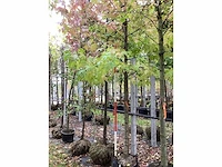 Amberboom - sierboom - afbeelding 2 van  4