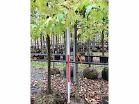 Amberboom - sierboom - afbeelding 4 van  4