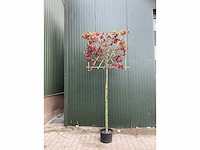 Amberboom - vormbomen (5x) - afbeelding 2 van  4