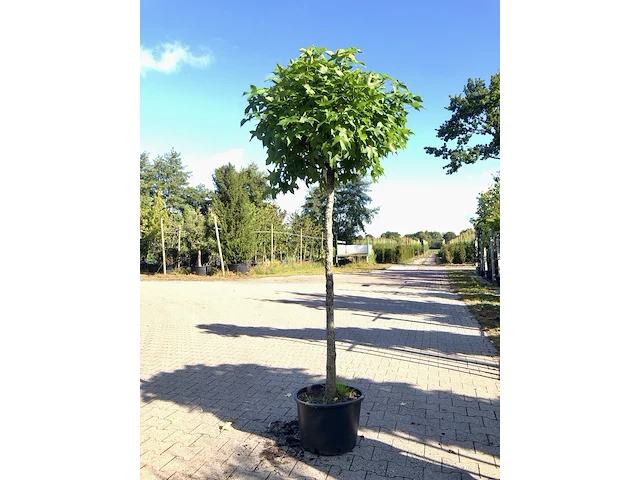 Amberboom liquidambar 'gum ball', bolboom, herfstverkleuring, ca. 140 cm stamhoogte - afbeelding 1 van  1