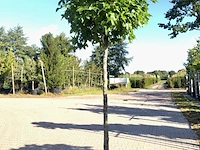 Amberboom liquidambar 'gum ball', bolboom, herfstverkleuring, ca. 140 cm stamhoogte - afbeelding 1 van  1