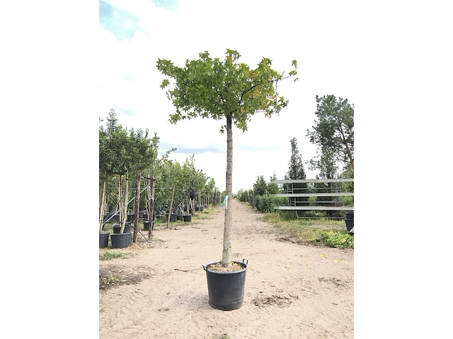 Amberboom liquidambar styraciflua, dakboom, herfstverkleuring, ca. 220 cm stamhoogte - afbeelding 1 van  2