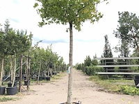 Amberboom liquidambar styraciflua, dakboom, herfstverkleuring, ca. 220 cm stamhoogte - afbeelding 1 van  2