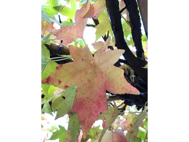 Amberboom liquidambar styraciflua, dakboom, herfstverkleuring, ca. 220 cm stamhoogte - afbeelding 2 van  2