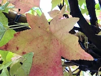 Amberboom liquidambar styraciflua, dakboom, herfstverkleuring, ca. 220 cm stamhoogte - afbeelding 2 van  2