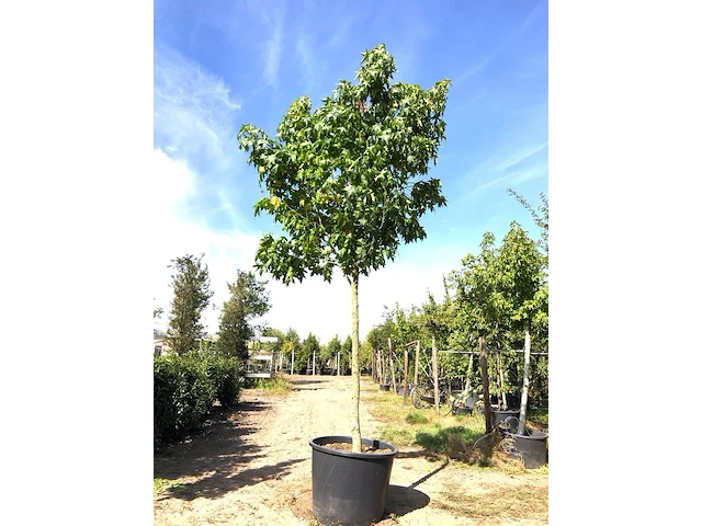Amberboom liquidambar styraciflua, herfstverkleuring, ca. 4 m hoog - afbeelding 1 van  2