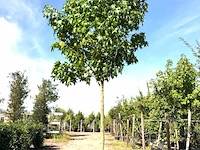 Amberboom liquidambar styraciflua, herfstverkleuring, ca. 4 m hoog - afbeelding 1 van  2