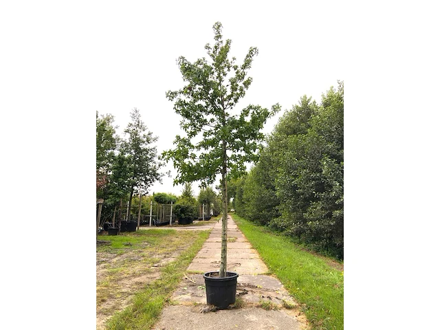 Amberboom liquidambar styraciflua, herfstverkleuring, ca. 5 m hoog - afbeelding 1 van  2