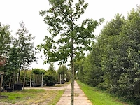 Amberboom liquidambar styraciflua, herfstverkleuring, ca. 5 m hoog - afbeelding 1 van  2