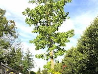 Amberboom liquidambar styraciflua, herfstverkleuring, ca. 7 m hoog - afbeelding 1 van  2