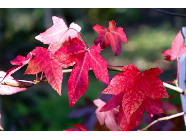 Amberboom liquidambar styraciflua, herfstverkleuring, ca. 7 m hoog - afbeelding 2 van  2