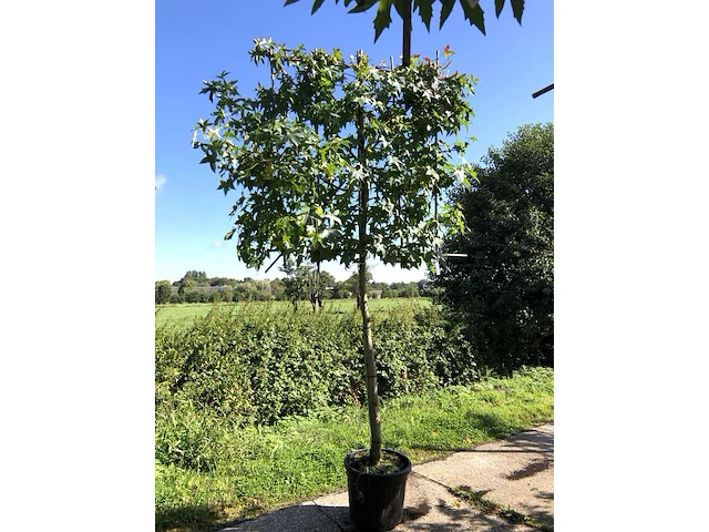 Amberboom liquidambar styraciflua, leiboom, herfstverkleuring, ca. 150 cm stamhoogte - afbeelding 1 van  2
