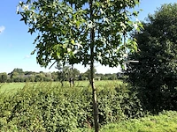 Amberboom liquidambar styraciflua, leiboom, herfstverkleuring, ca. 150 cm stamhoogte - afbeelding 1 van  2