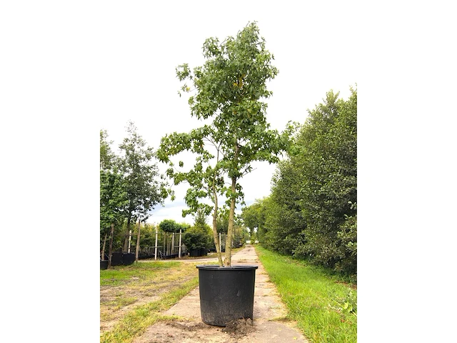 Amberboom liquidambar styraciflua, meerstammig, herfstverkleuring, ca. 5 m hoog - afbeelding 1 van  2