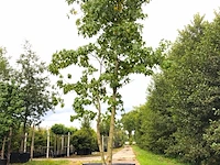 Amberboom liquidambar styraciflua, meerstammig, herfstverkleuring, ca. 5 m hoog - afbeelding 1 van  2
