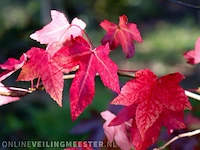 Amberboom liquidambar styraciflua, solitair, roodoranje herfstkleur - afbeelding 2 van  2