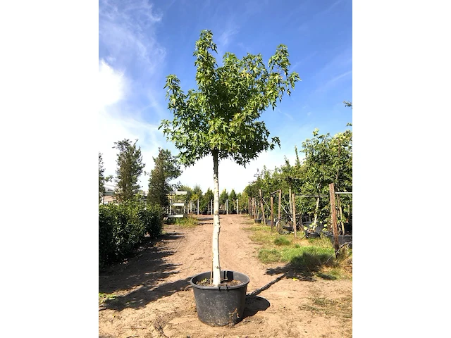 Amberboom liquidambar 'worplesdon', dakboom, herfstverkleuring, ca. 3 m hoog - afbeelding 1 van  1